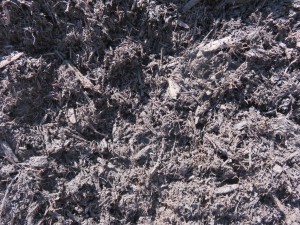 Sandgroper Mulch2